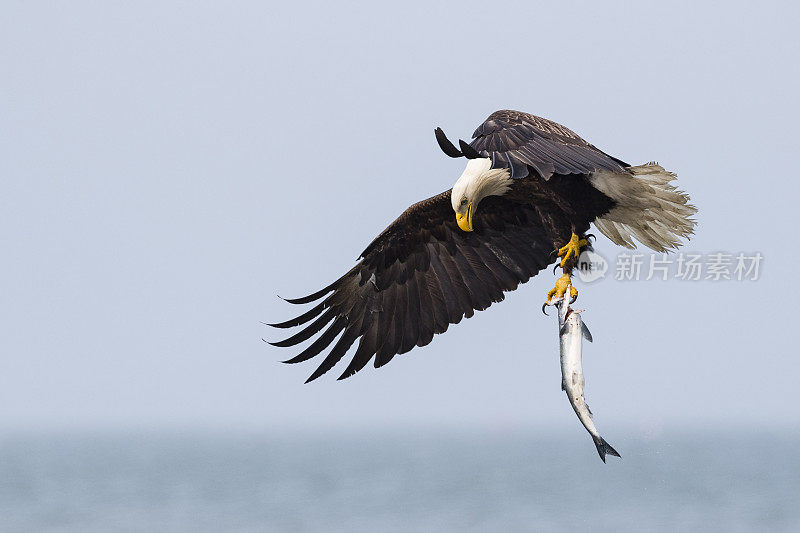 白头haliaeetus leucocephalus，阿拉斯加的秃鹰。美国的国鸟。